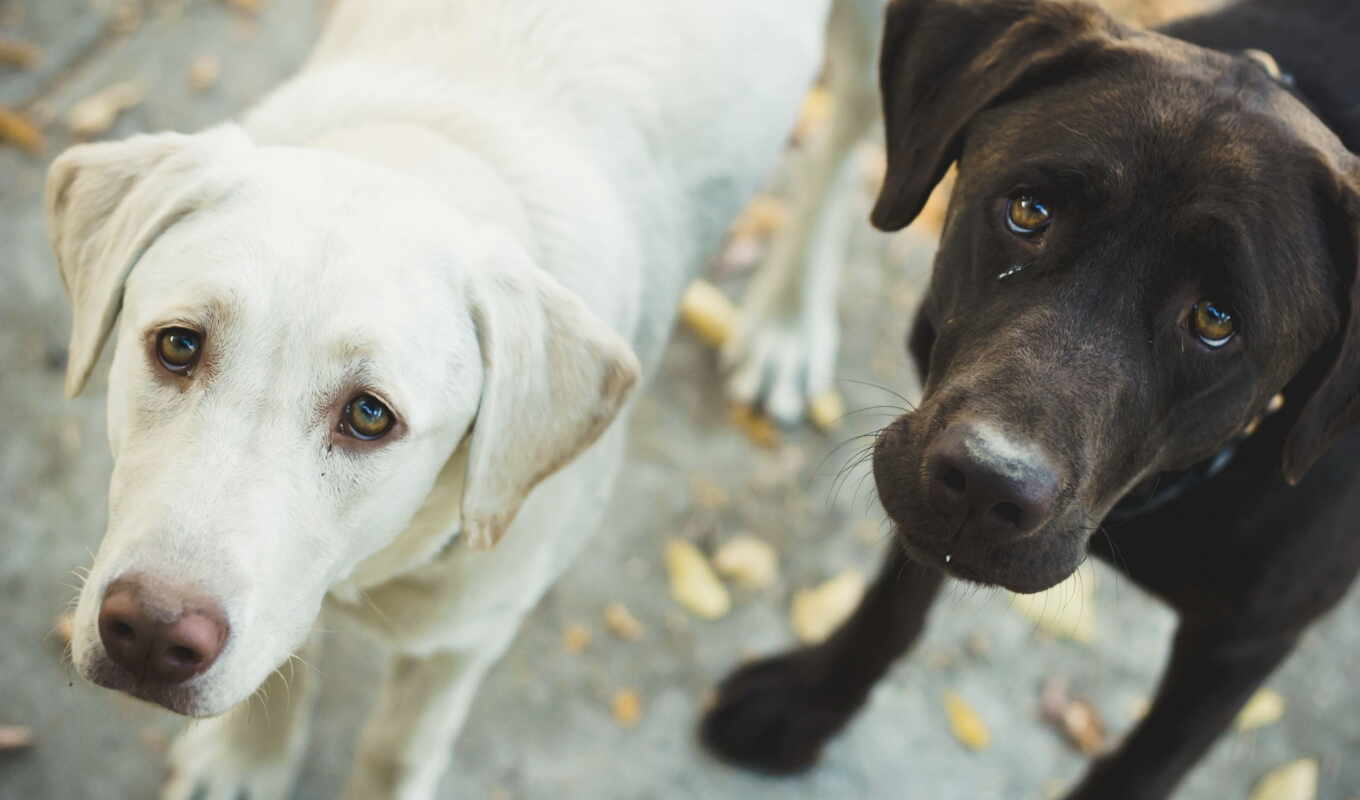 black, white, собака, dogs