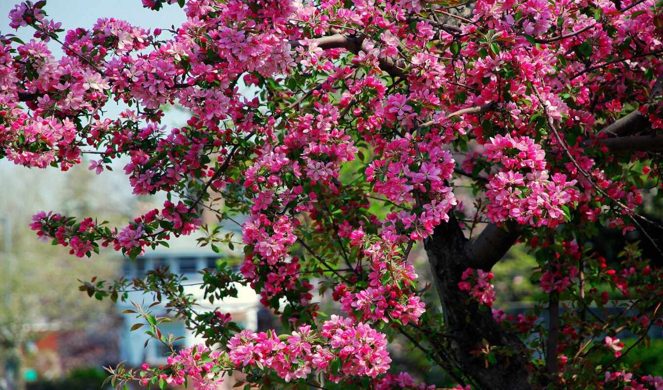 широкоформатные, цветки, дерево, розовые, branch, весна, цветение, cvety, яблоня