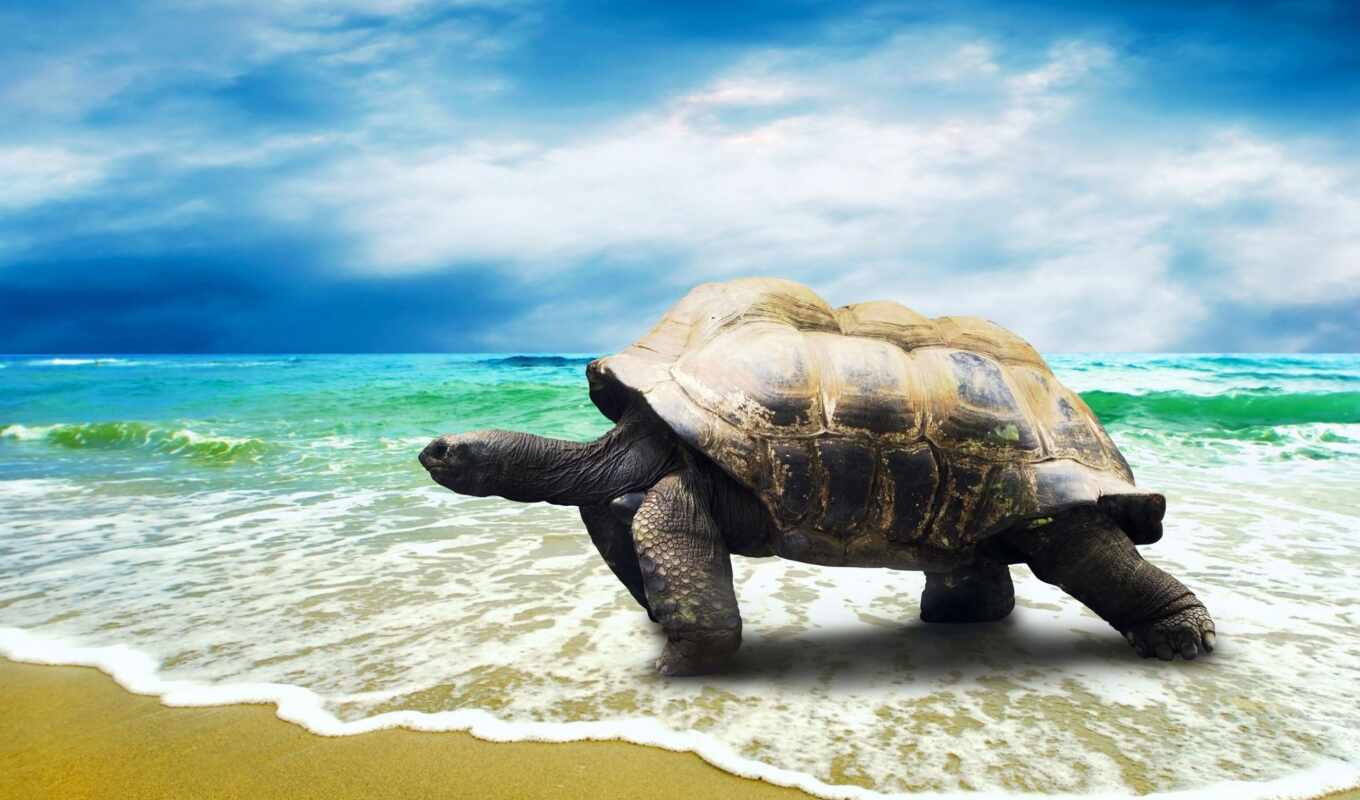 пляж, биг, море, images, черепаха, выгул, animal