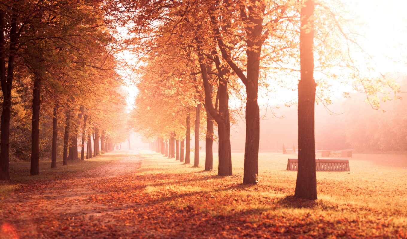 природа, телефон, full, красивые, осень, листва, park, trees, трек, аллея