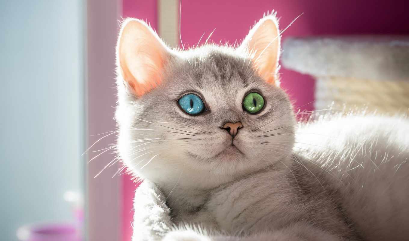 глаз, кот, por, dos, gato, прозвище, ojo, diferente, цвет