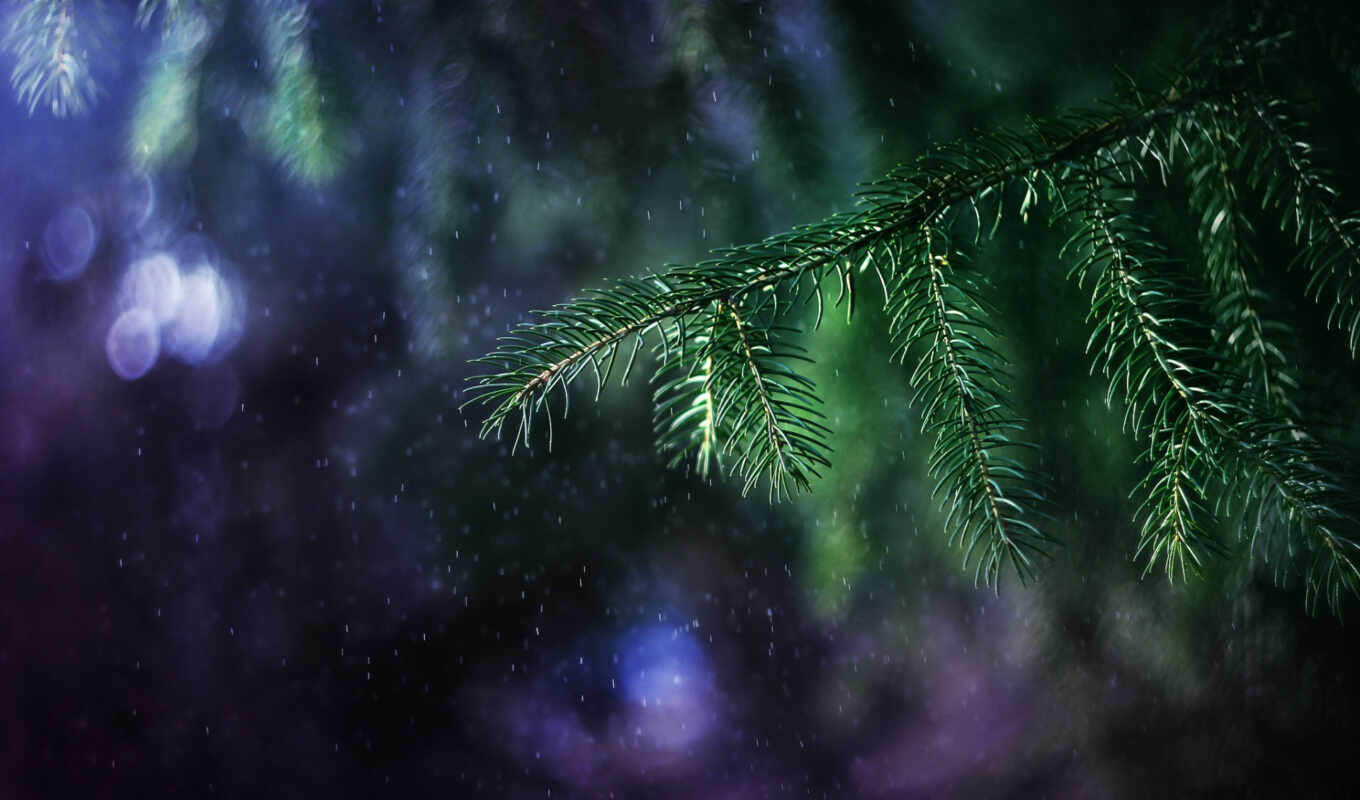 mac, light, rain, tree, fire, branch, back, Christmas tree, spruce
