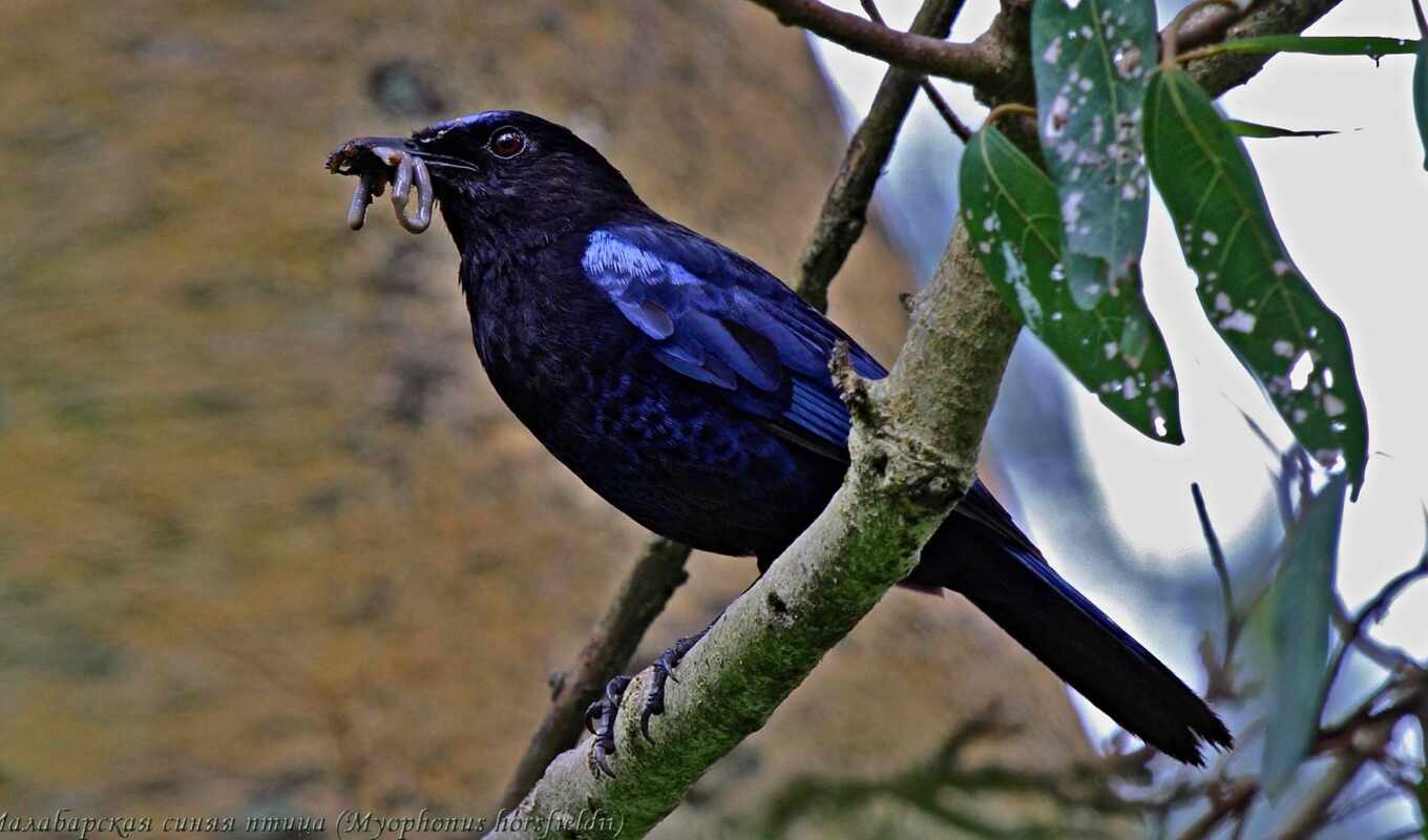 grackle