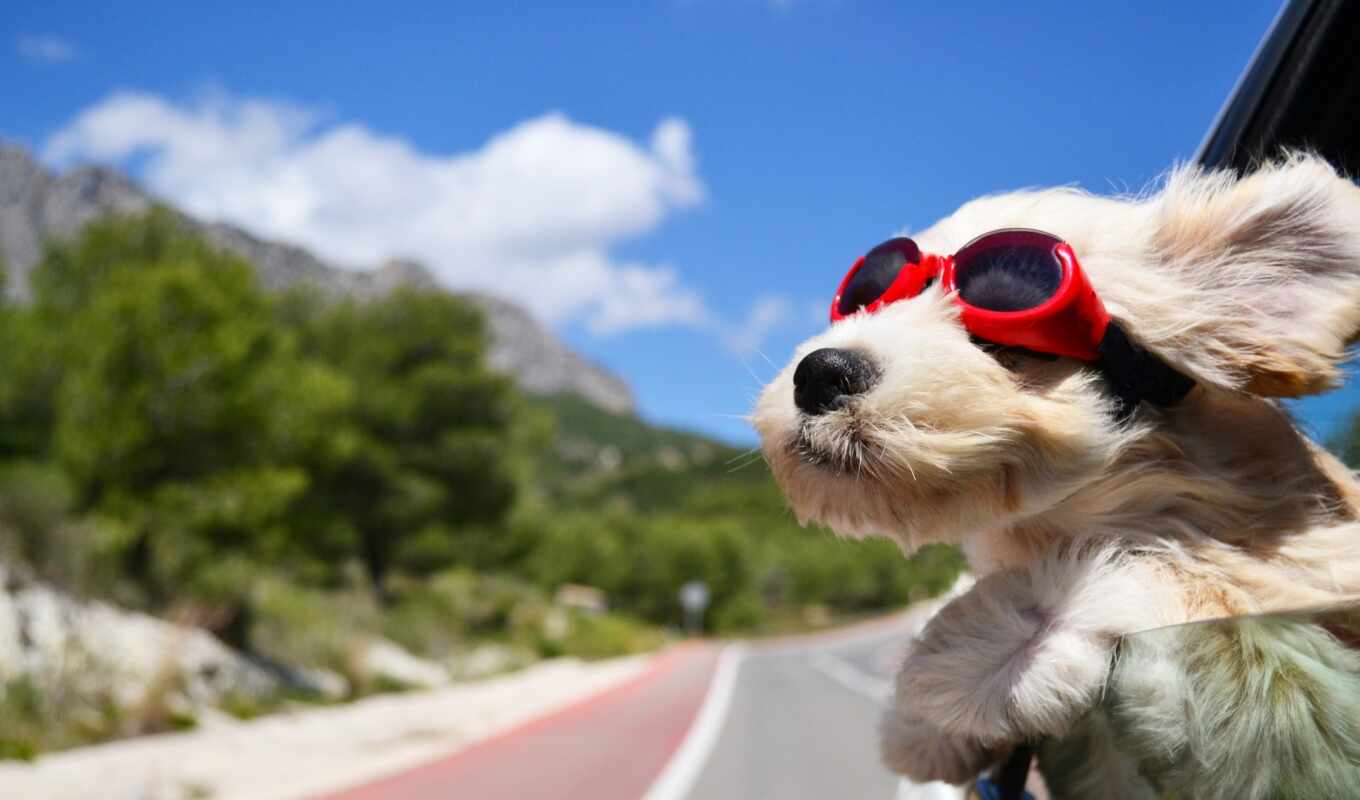 собака, ветер, щенок, travel, солнцезащитные очки