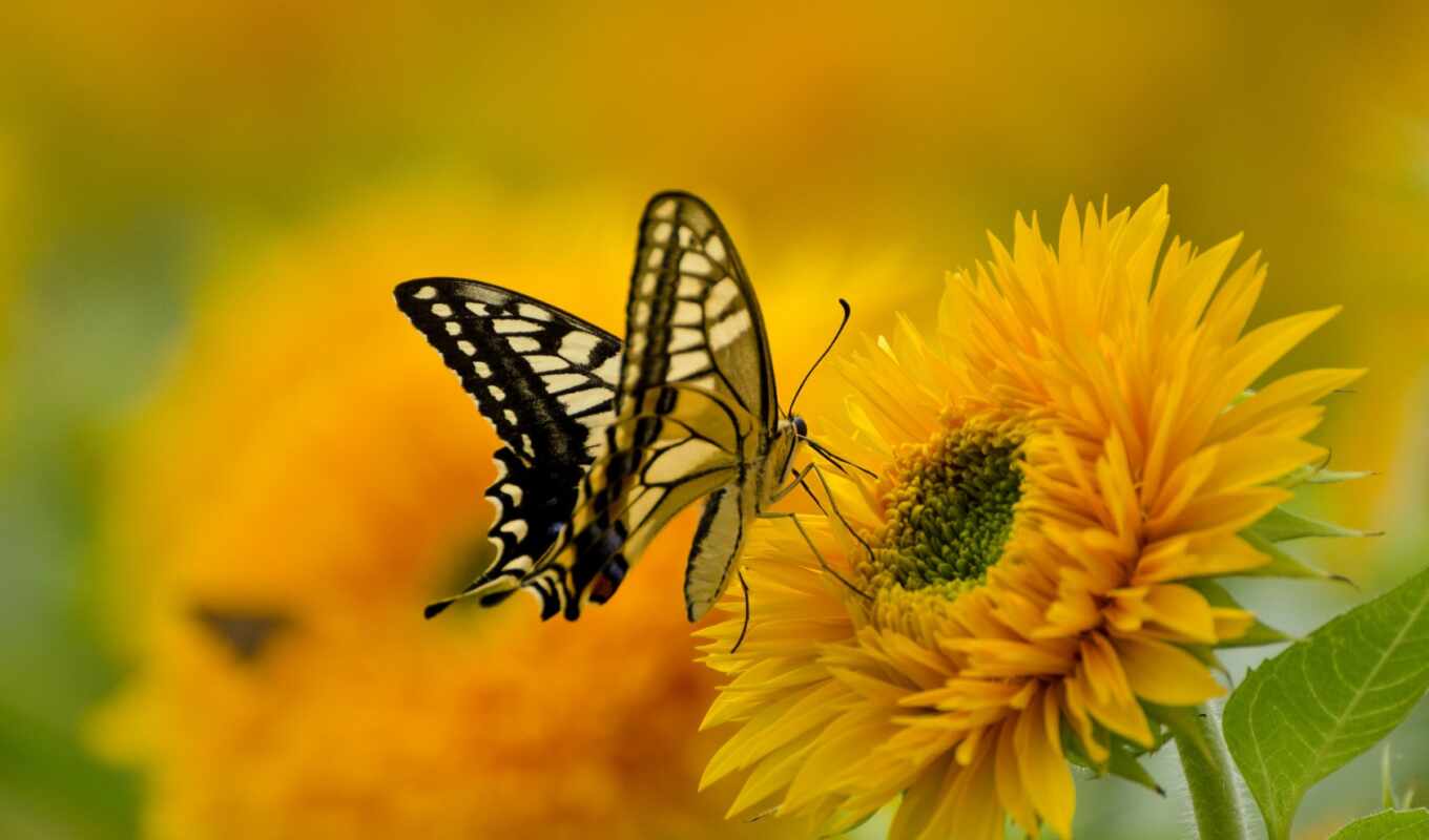 nature, butterfly, sits, the flower, zhivotnye, yellow, butterflies, wet
