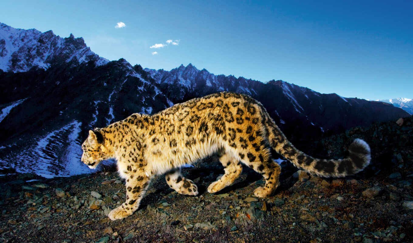 high, snow, leopard, animals, leopards, animal, mountains