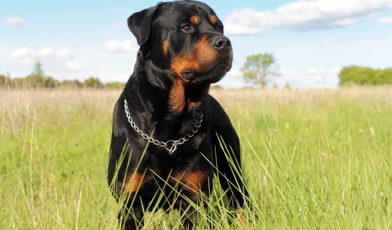 android, best, dog, friend, collar, first, nature, Rottweiler, search