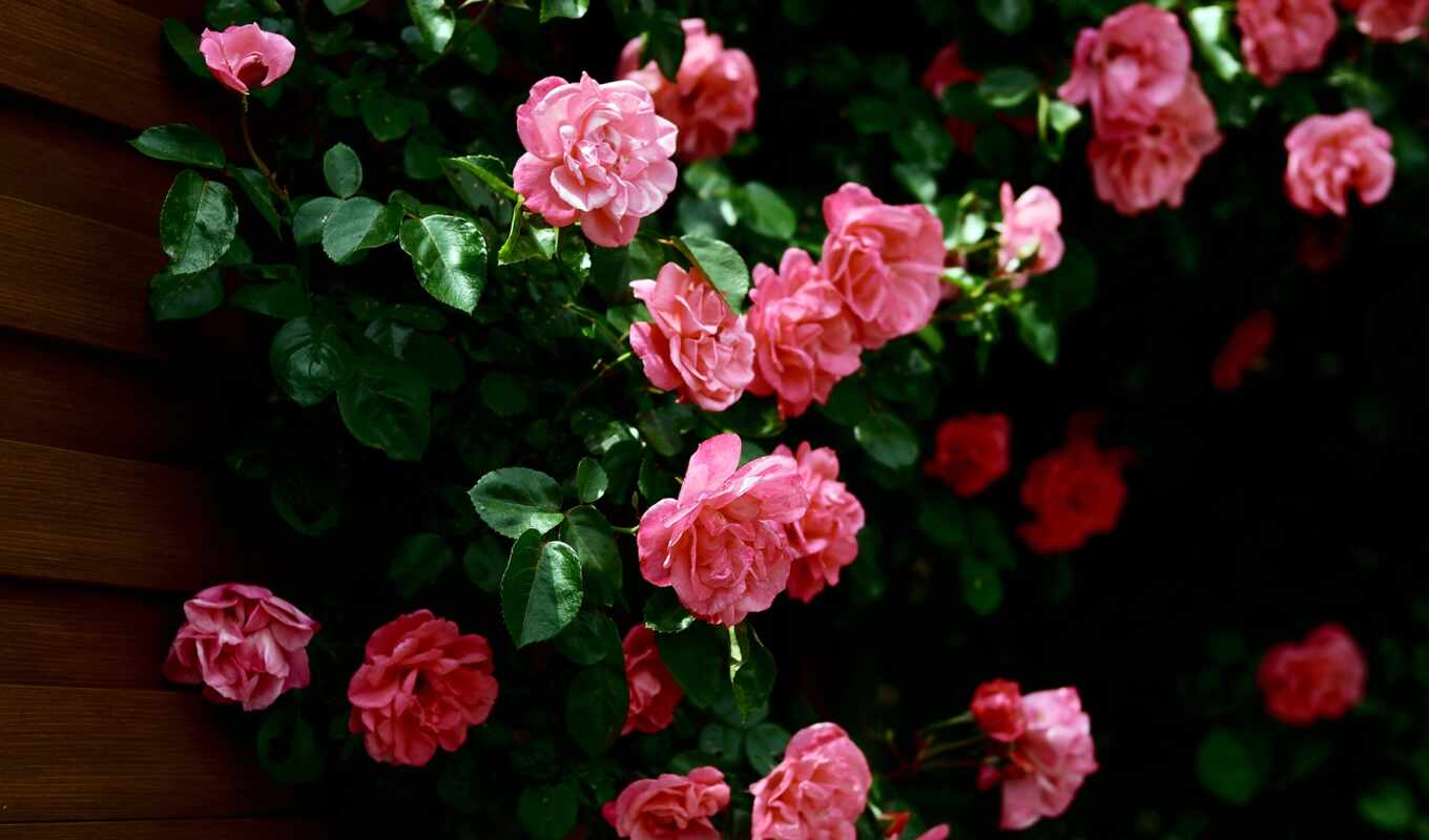 красивые, розы, розовые, cvety, бутоны