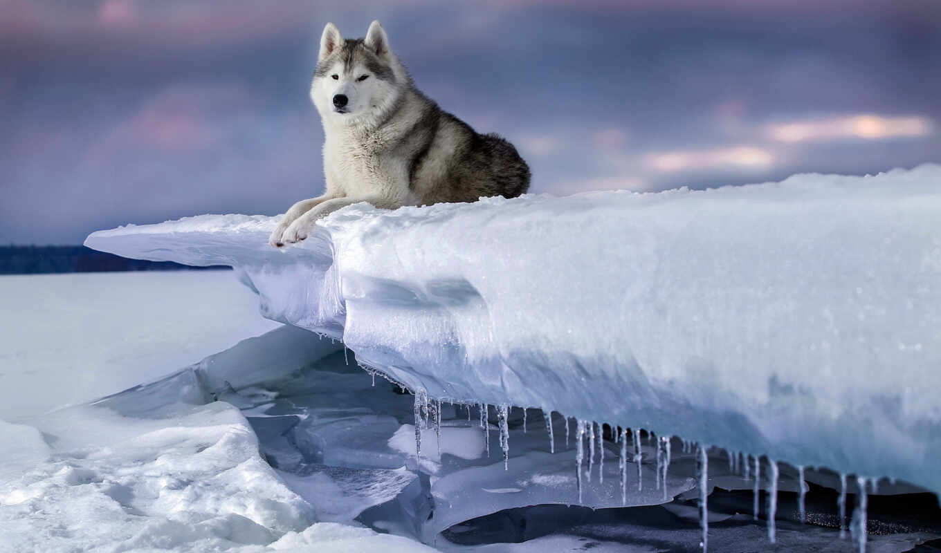 фотограф, лед, снег, winter, собака, хаски, siberian, andrei, льдина, хаска