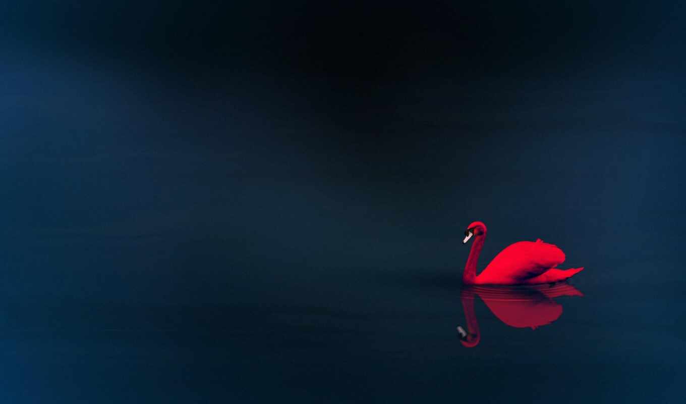 red, gray, gr, plan, swan, per, wall, grey, background image