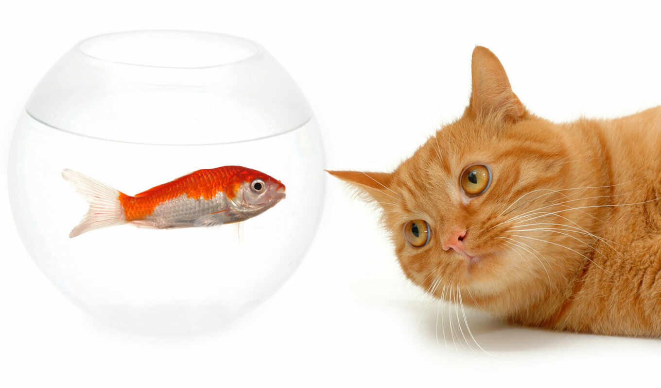 cat, fish