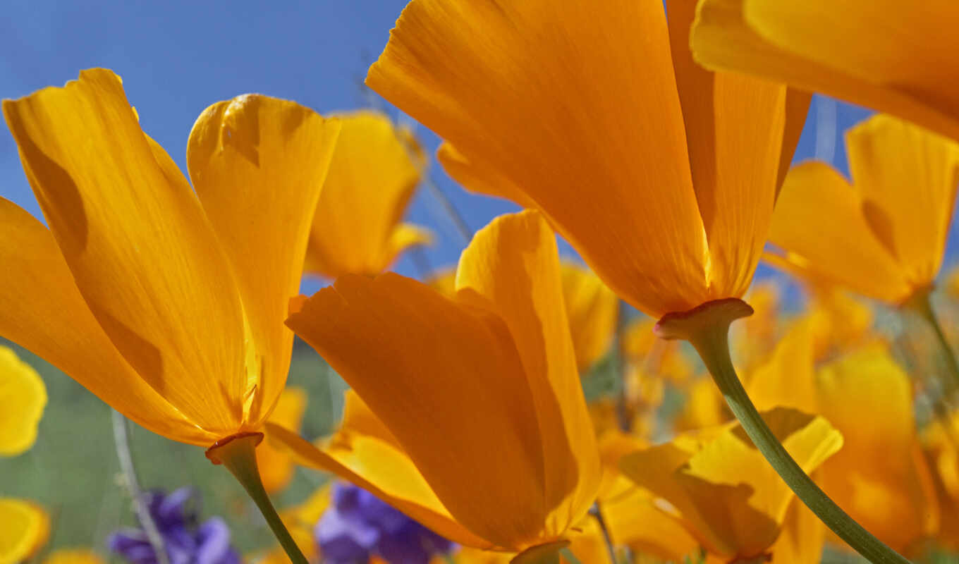 небо, blue, поле, flowers, yellow