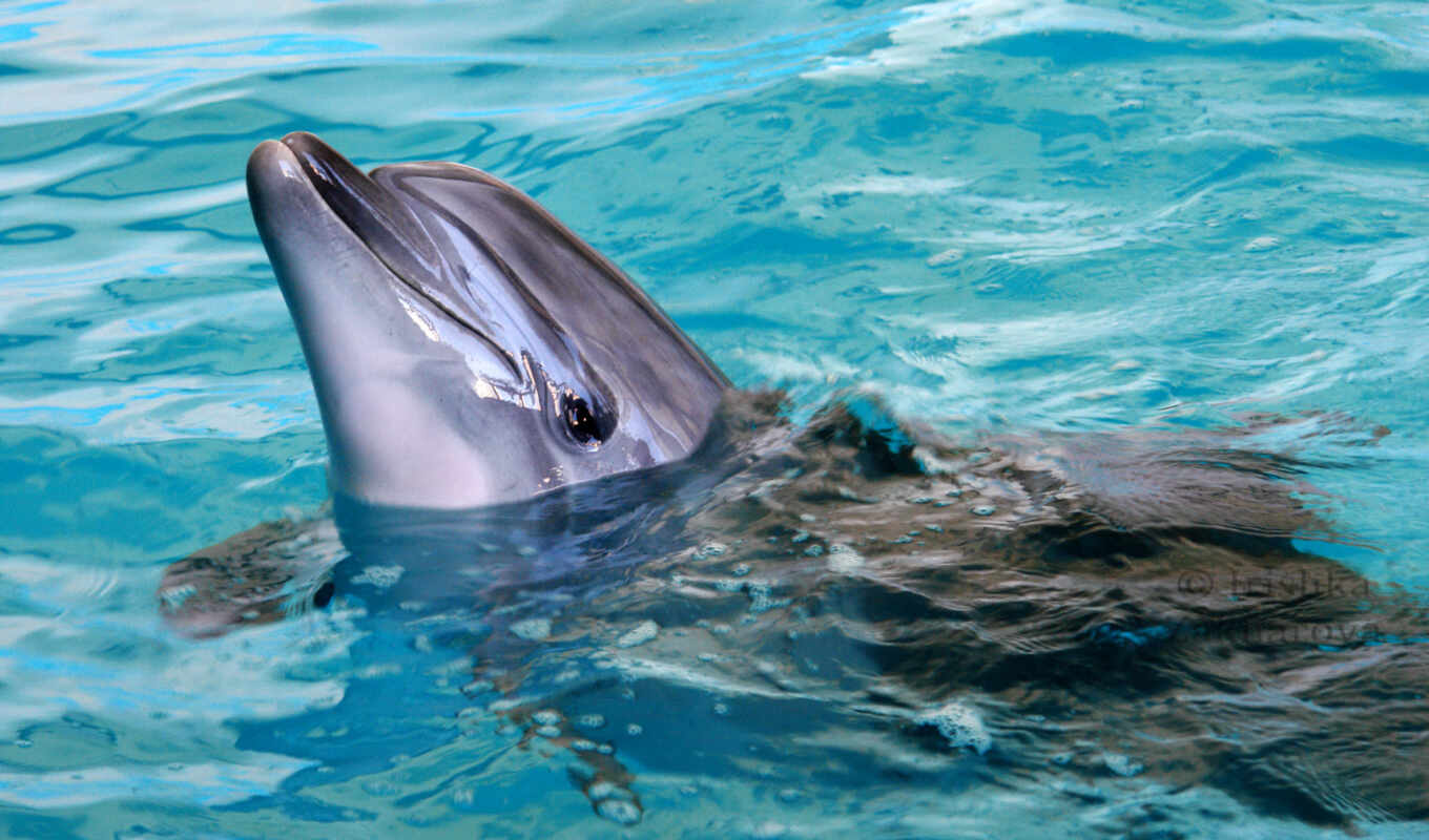 muzzle, delphine, bottlenose dolphin