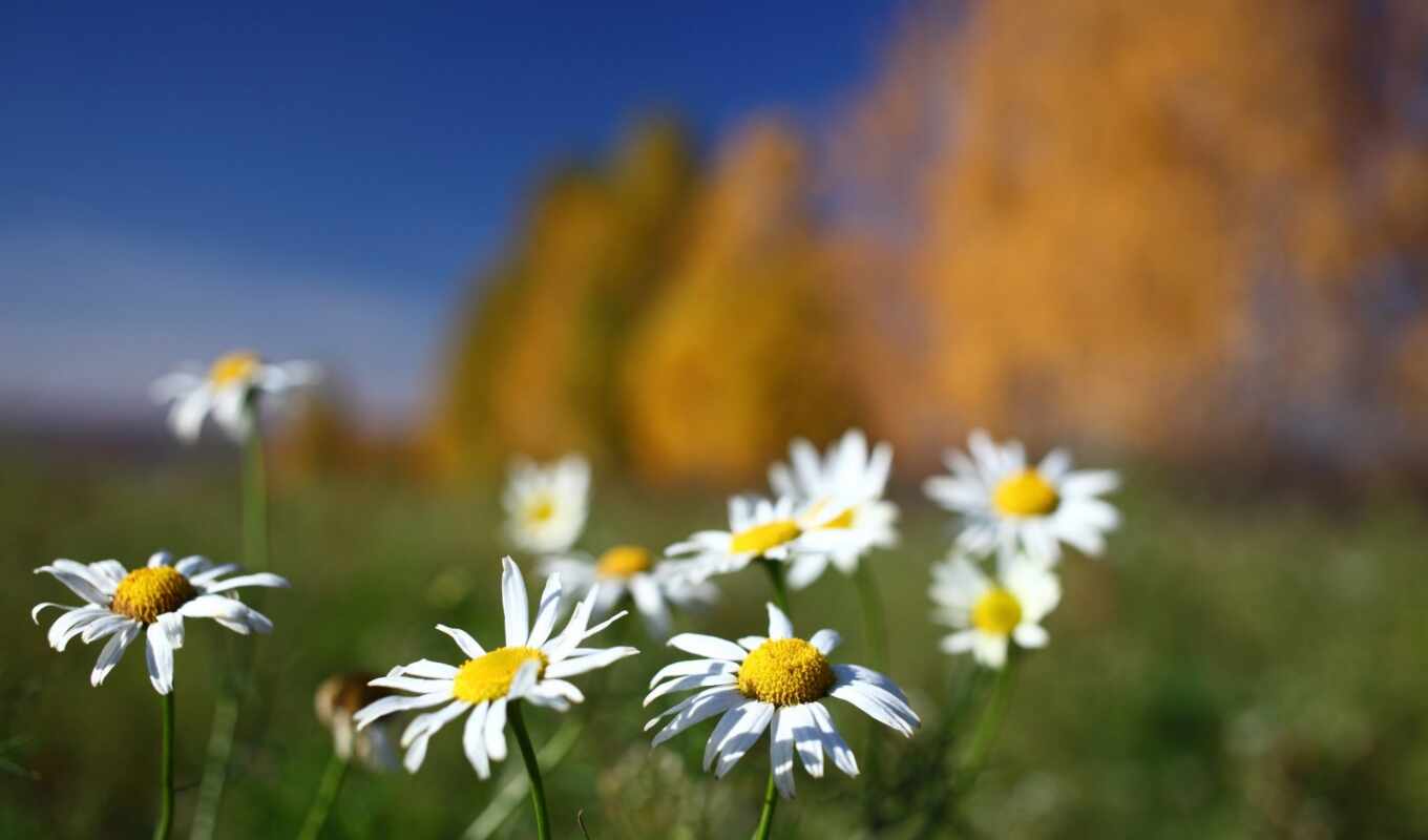 desktop, you, iphone, free, background, daisy, device, ios