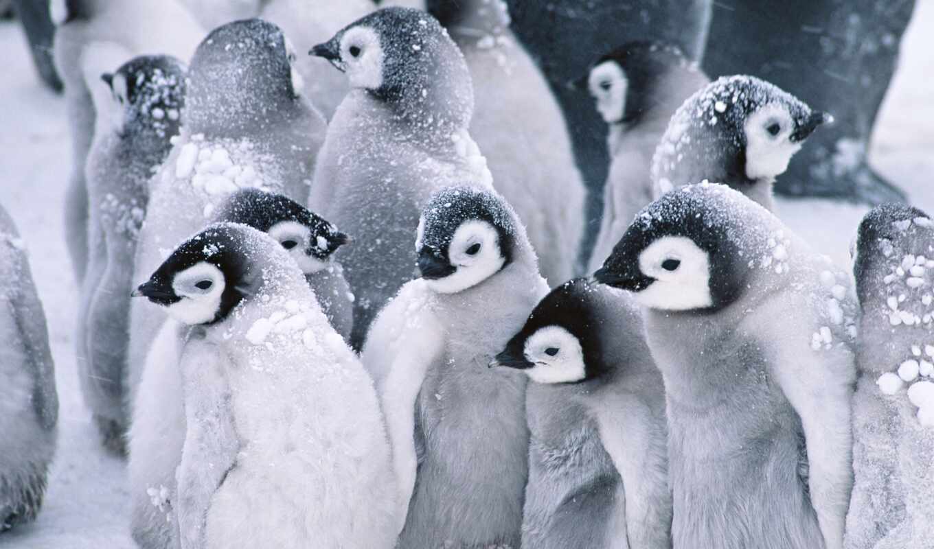 cute, pinterest, penguins, penguin, arctic