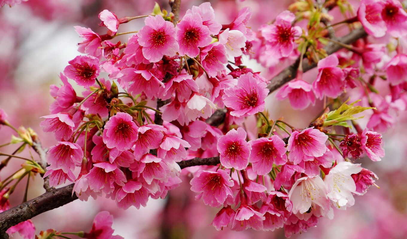 branch, разных, сакуры, цветущая, весной, православной