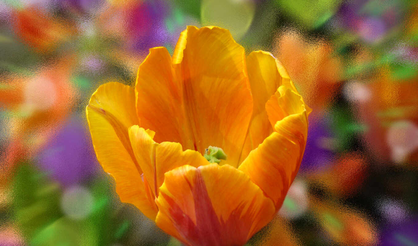 picture, flower, flowers, orange, tulip, petals