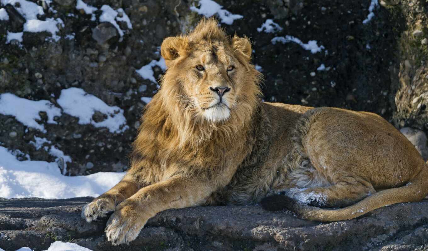 lion, зверей, king, снег, кот, хищник, дикая, кошки, zhivotnye, львы, большие, 