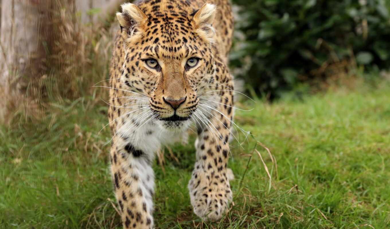 background, cat, animals, see, see, leopard, wild, animal, african