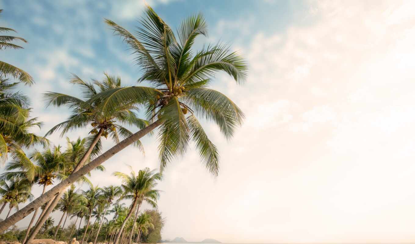 summer, tree, vintage, beach, palm, Internet, tropical, paradise, purchase