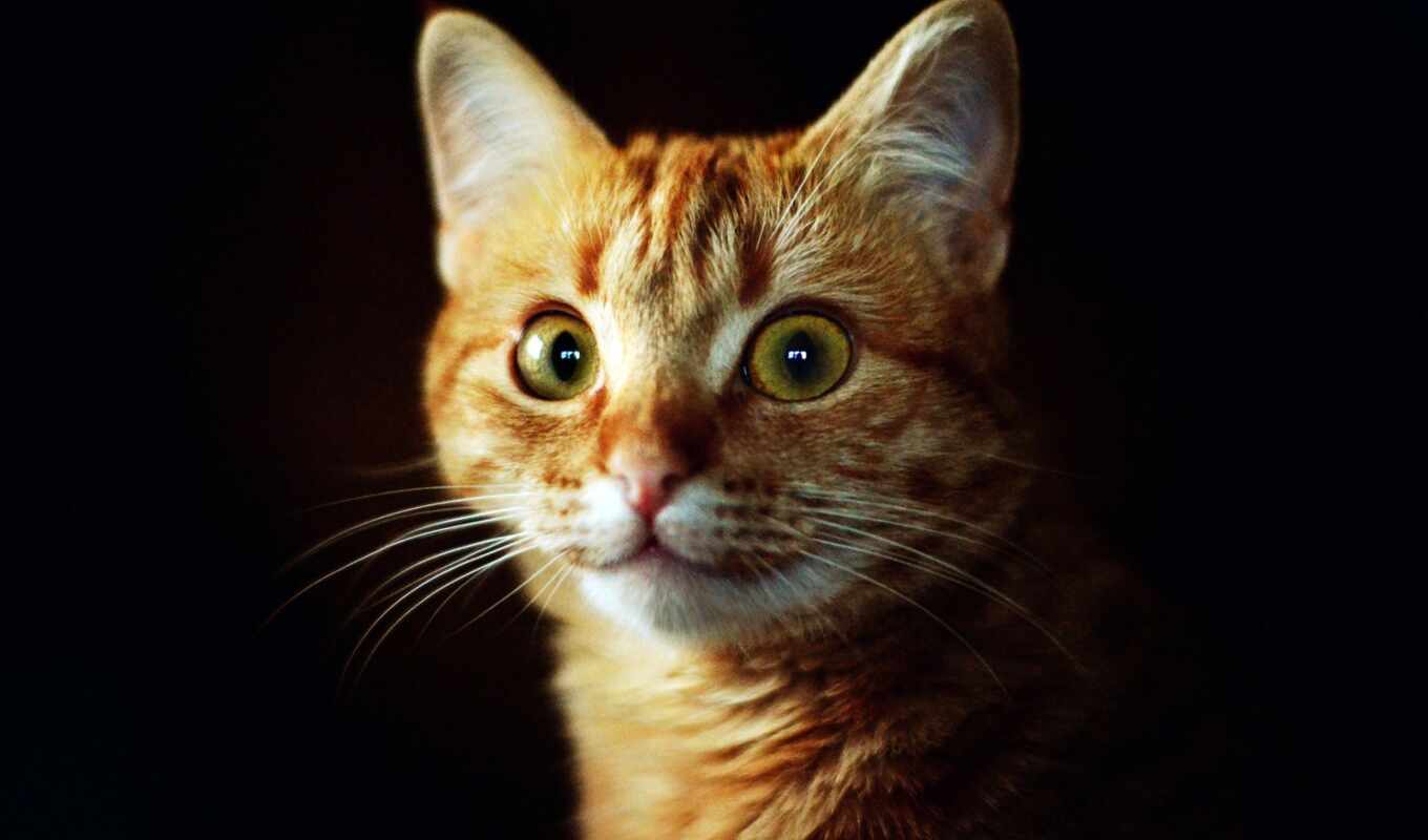 глаз, кот, который, морда, пушистый, sweetheart, narrow, питомец