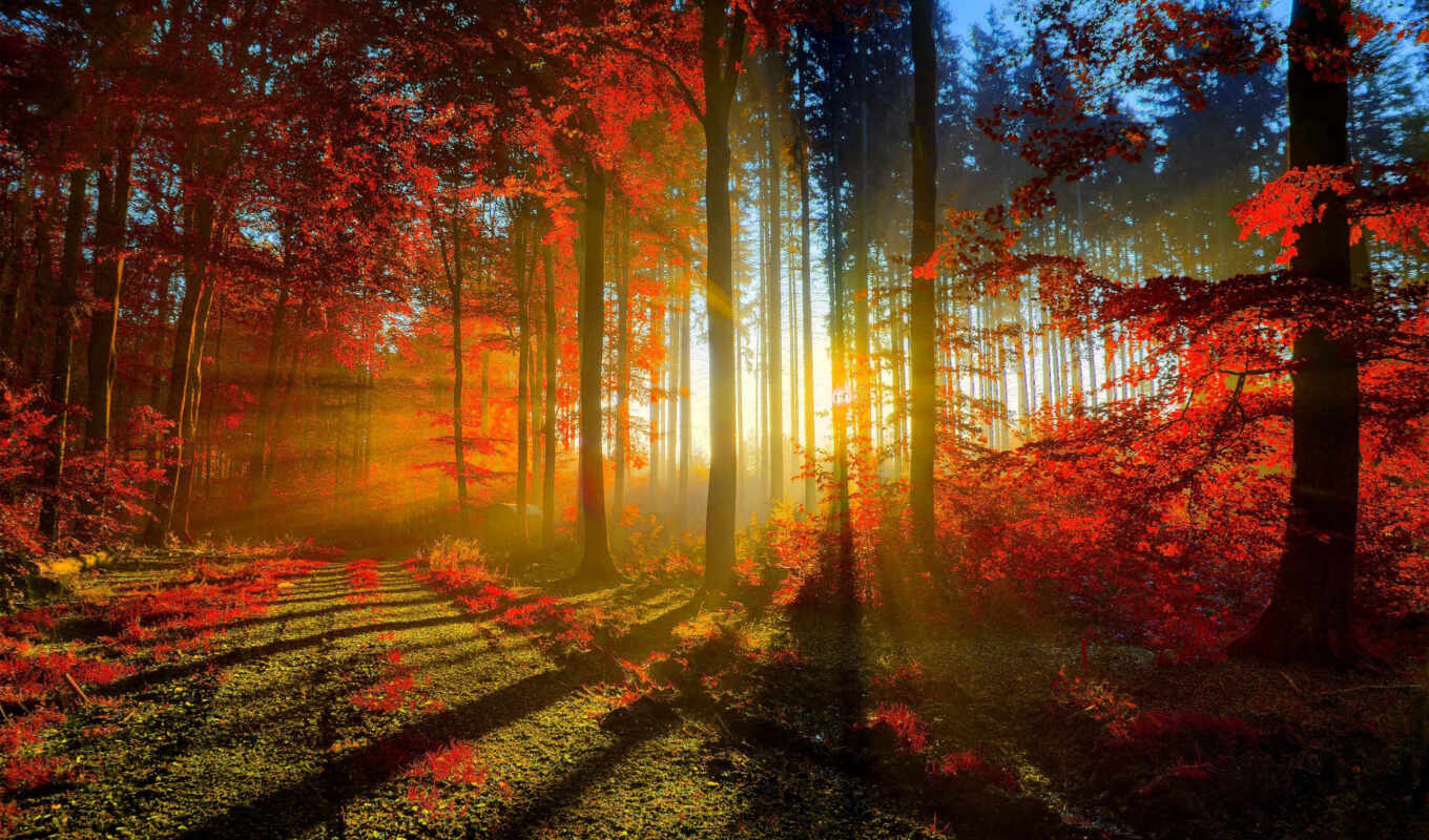photo, red, forest, sea, beauty, autumn, seven, flash, dushit
