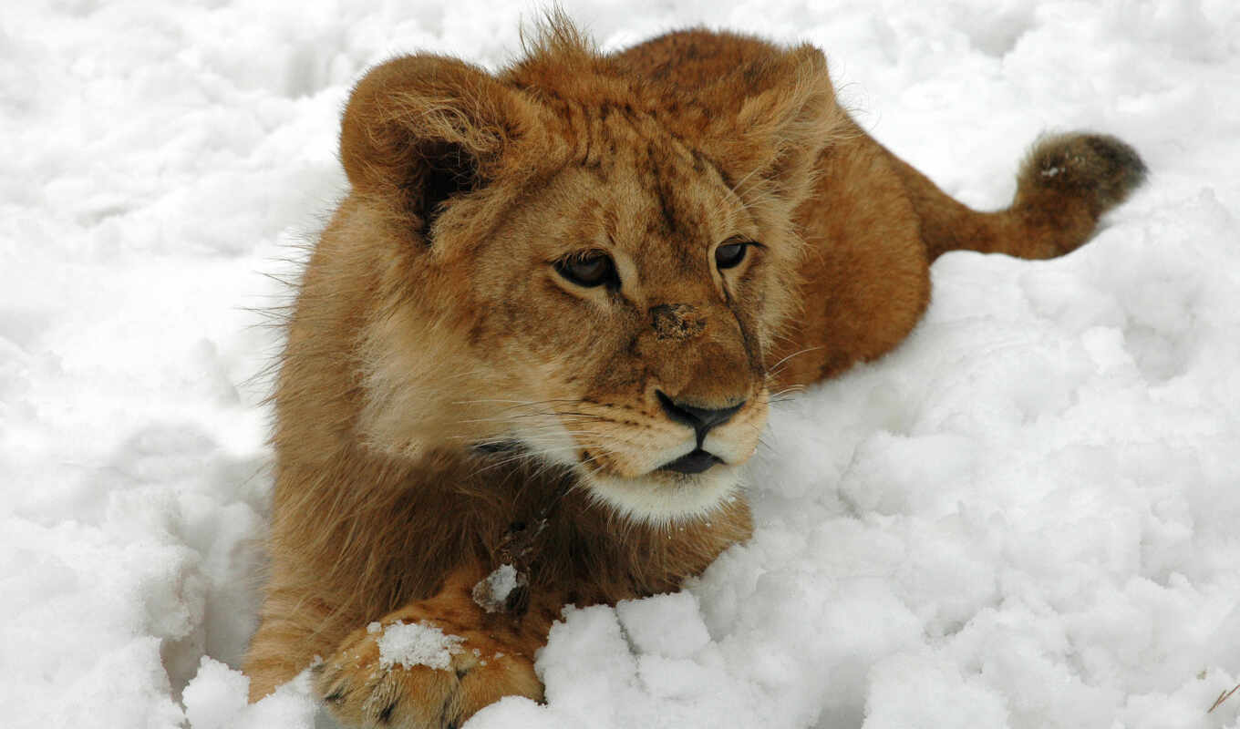 фон, lion, winter, кот, left, animal, шерсть, liveinternet, narrow, львенок