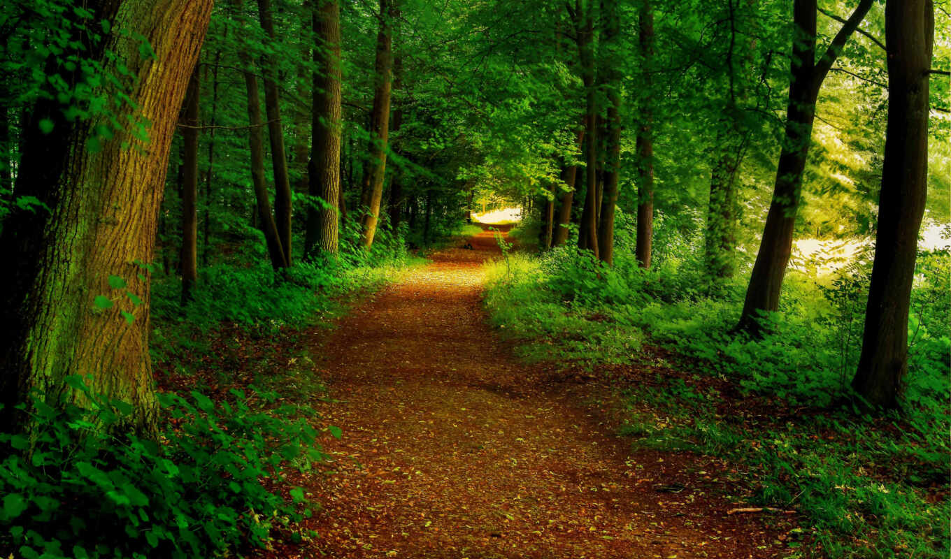 forest, park, path, fore