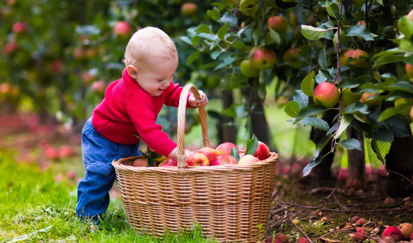 apple, fresh, collect, basket, kid, boy, yablonya, yablochnyi