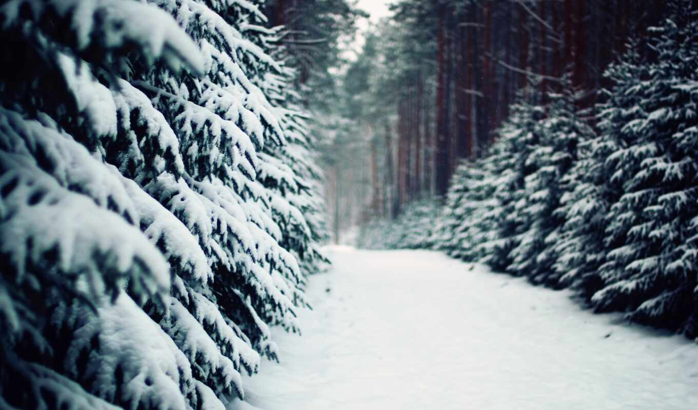 природа, снег, winter, лес, красивый