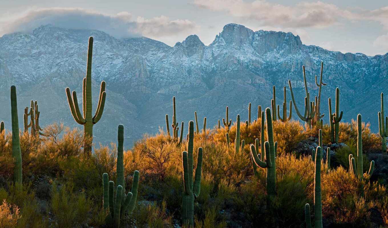 desert, cactus, arizona