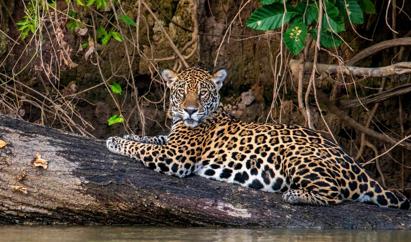 nature, jaguar, drink