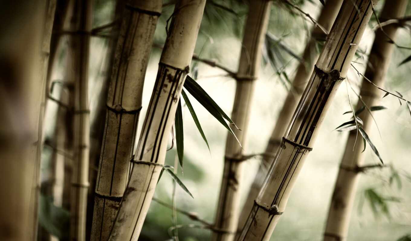 bamboo, train, sf