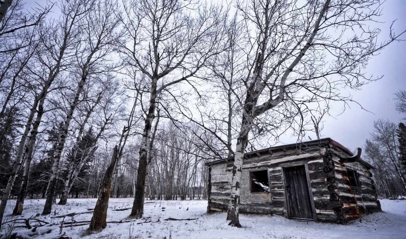 house, at home, winter, forest, pot, lodge, forest, old, buildings, freeze