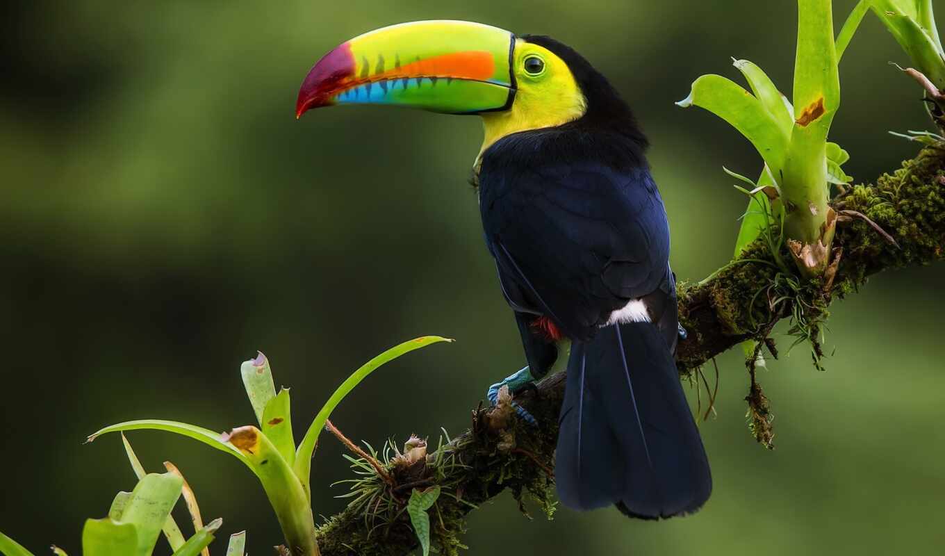 desktop, you, jungle, bird, toucan, rainbow