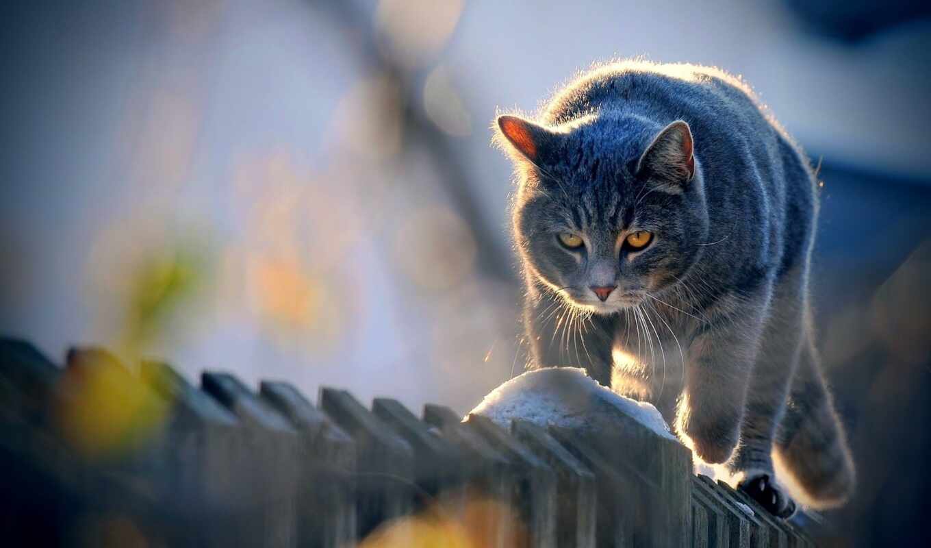 кот, забор