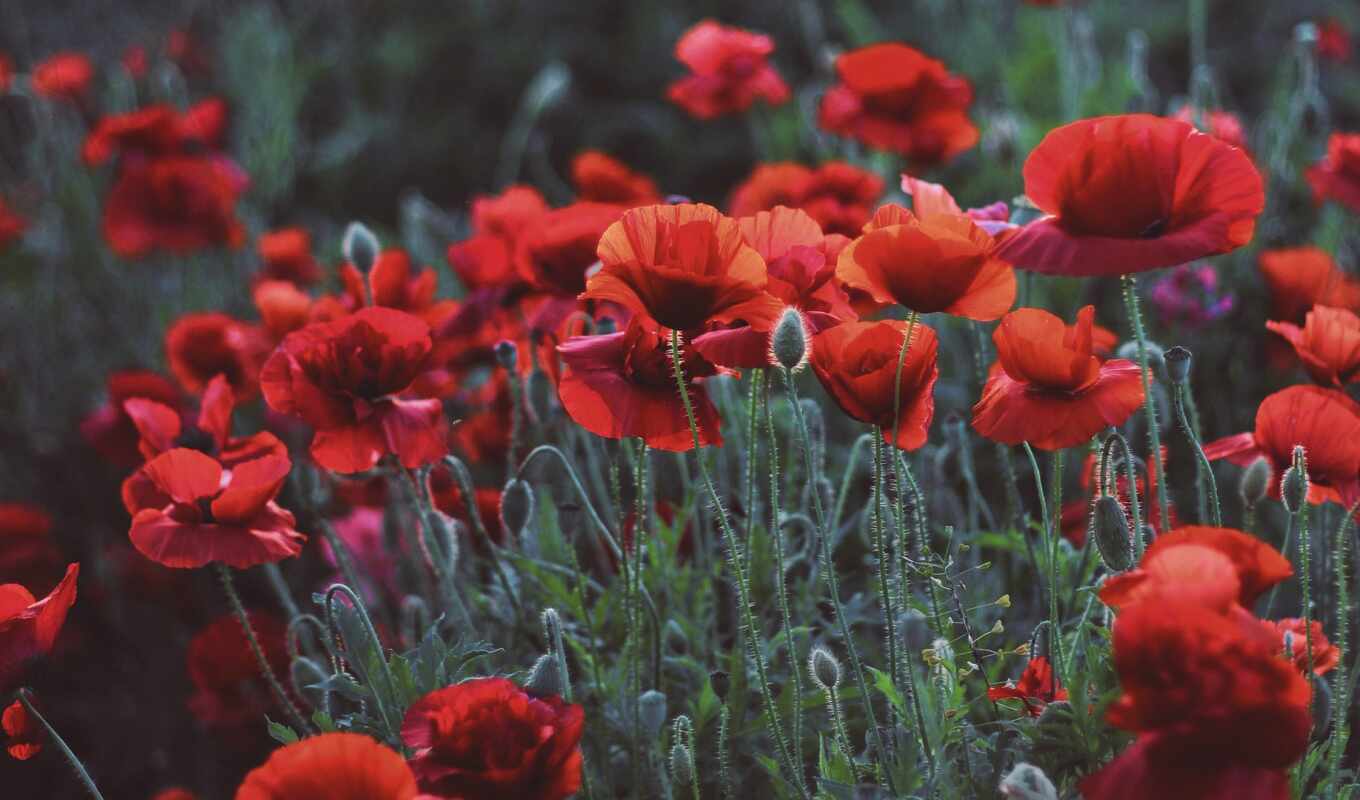 flowers, mobile, vector, red, grass, field, red, premium, poppy, smartphone