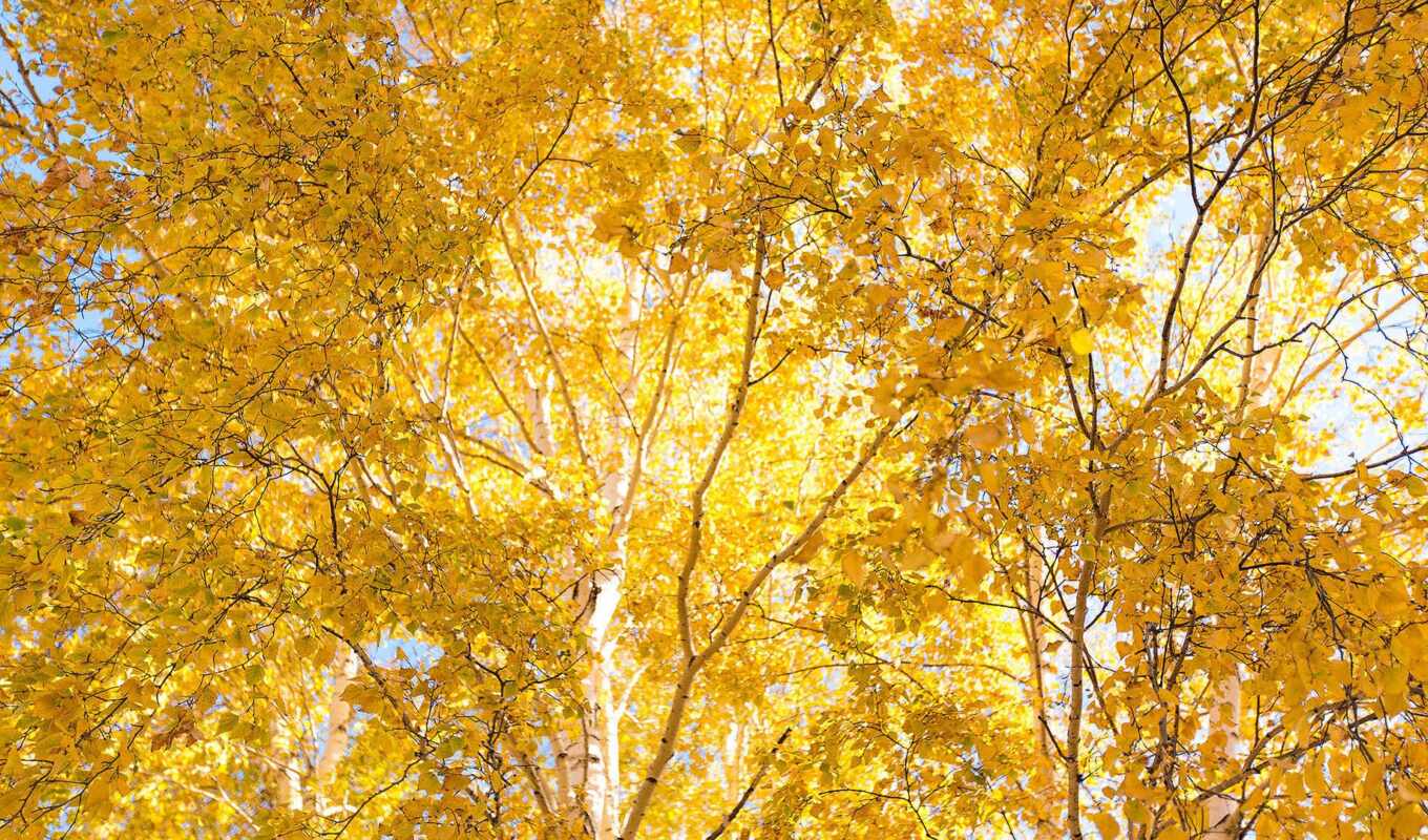 view, yellow, property, birch tree, zheltai