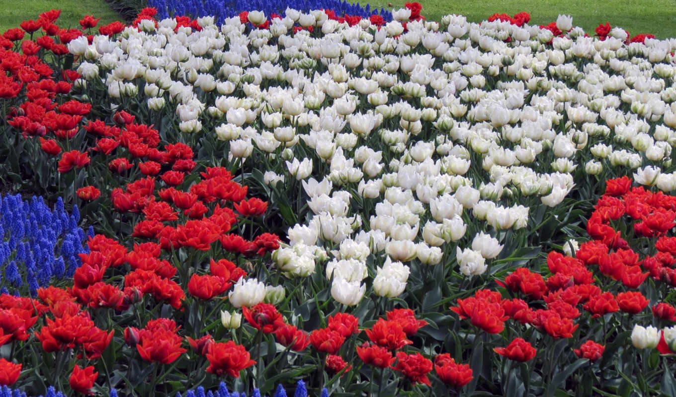 white, red, tulip, flowerbed, muscari, because