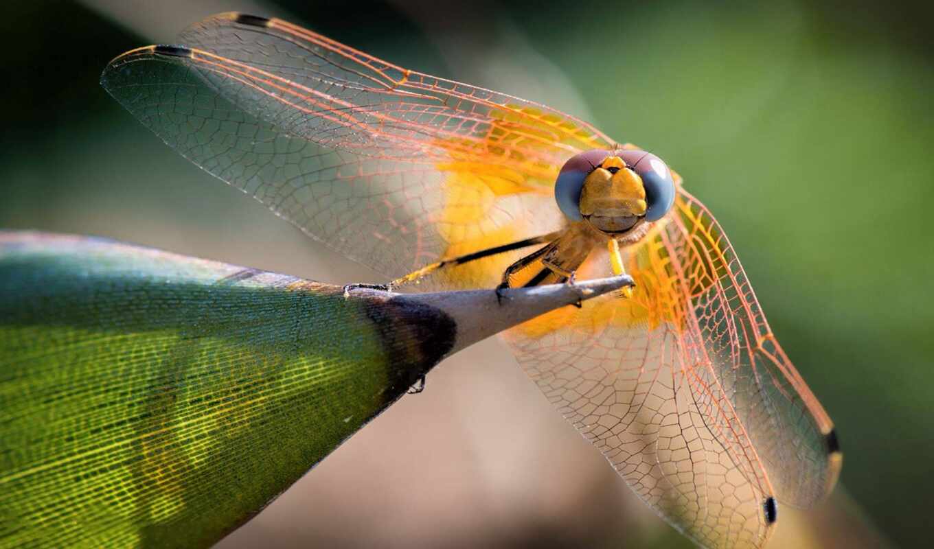 dragonfly, color, cosmic, bait, equipment, dragonfly, vikipediyasilikonovi, fish