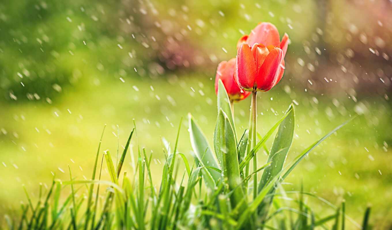 flowers, rain, red, tulip