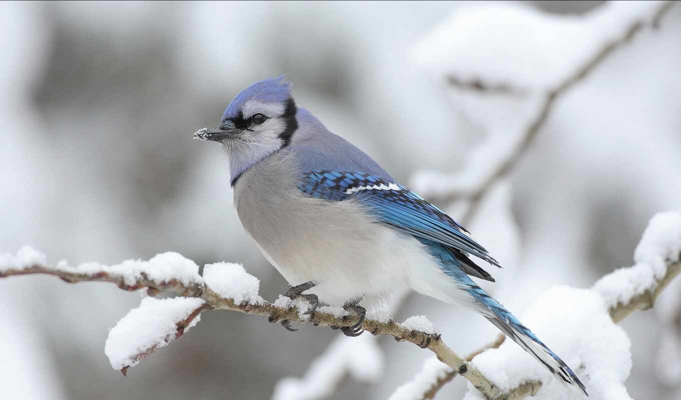 природа, джей, winter, птица