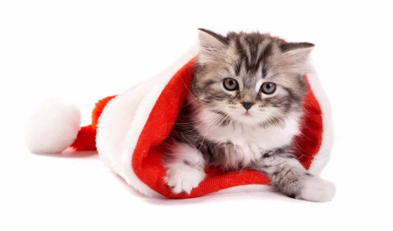 шляпа, кот, cute, christmas, котенок, animal