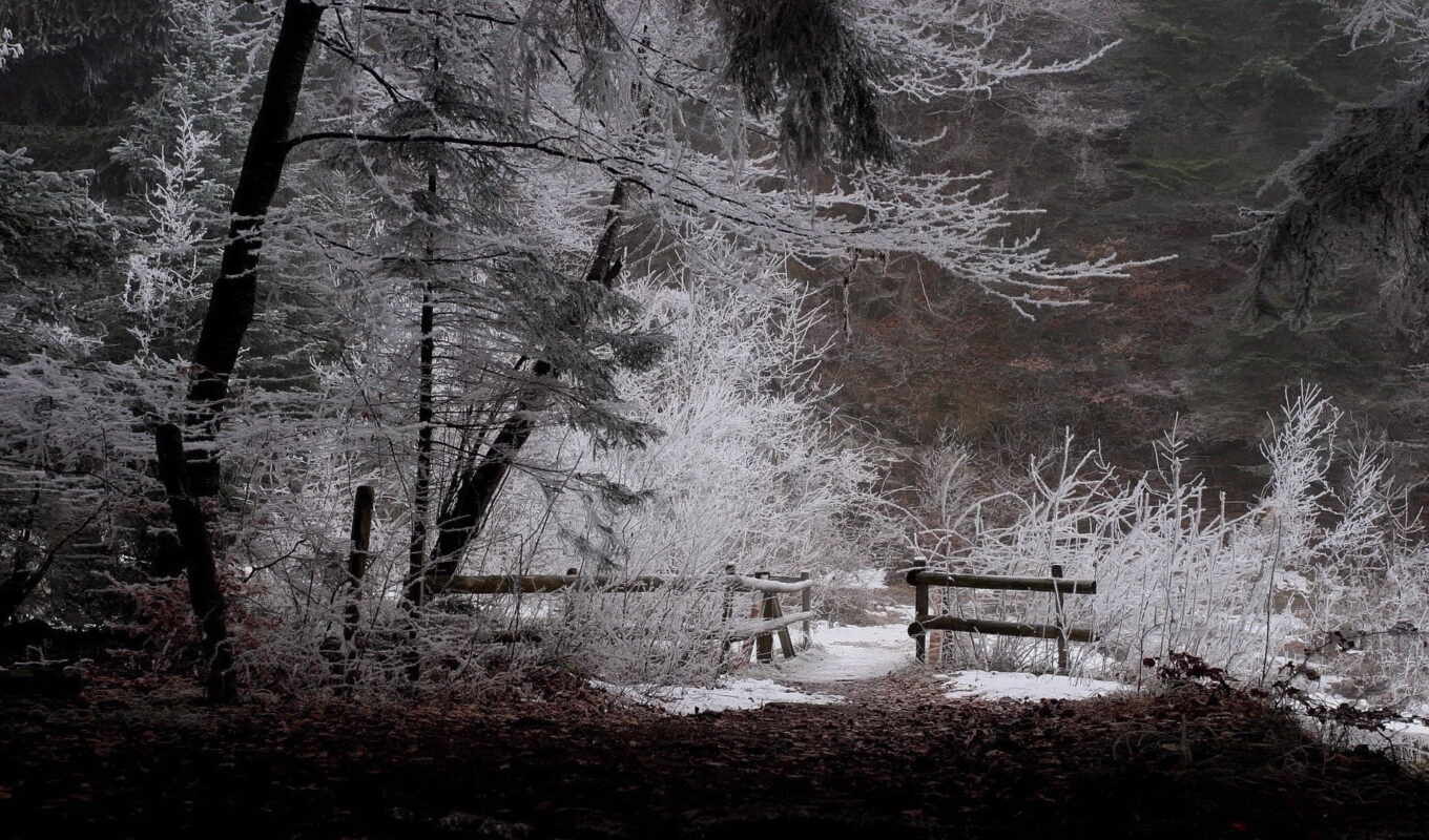 природа, black, white, simple, дерево, снег, winter, лес, палуба, вихрь