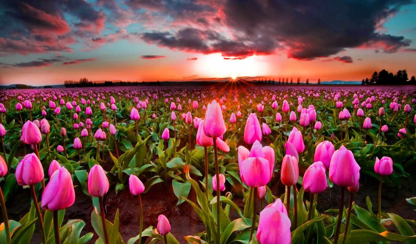 природа, цветы, sun, закат, поле, розовый, весна, красивый, тюльпан