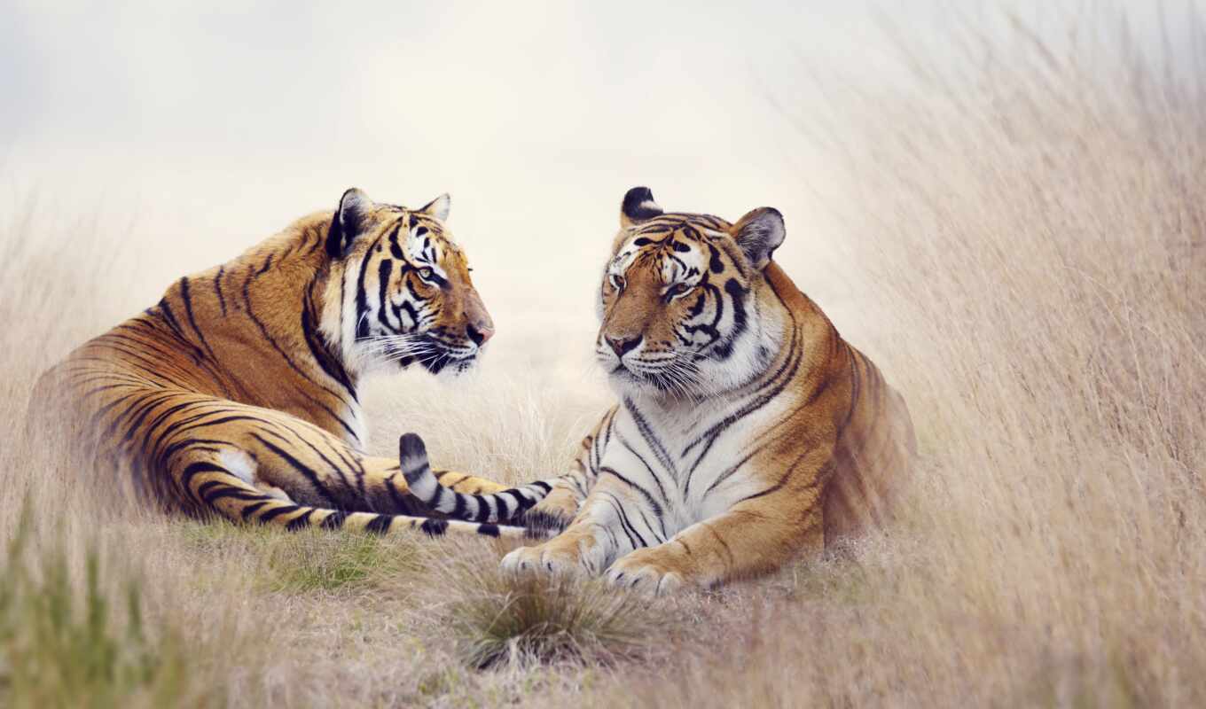 pic, tiger