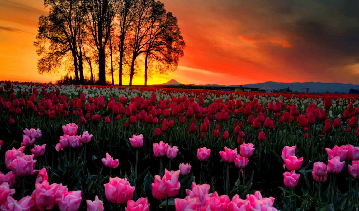 nature, flowers, red, sunset, pink, tulip, the peakpx field