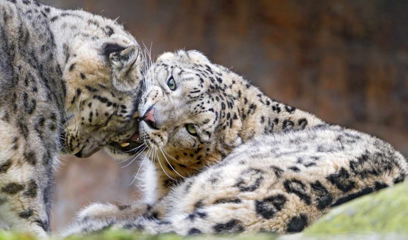 snow, their, leopard, leopards, cats, jaguar, tambako