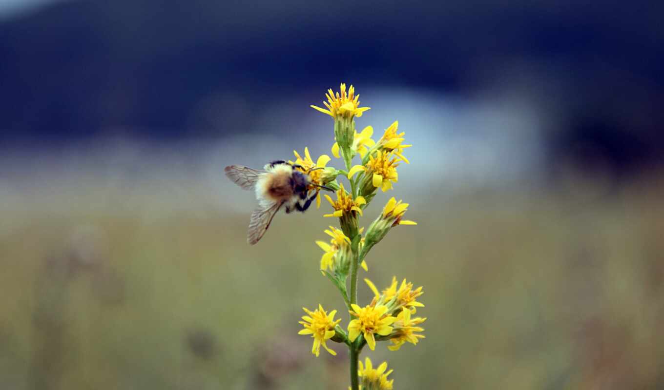 desktop, free, пчелка, best, bumblebee, bumble