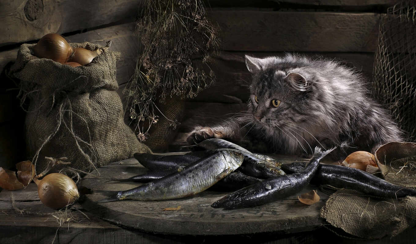 кот, кошки, fish, luck